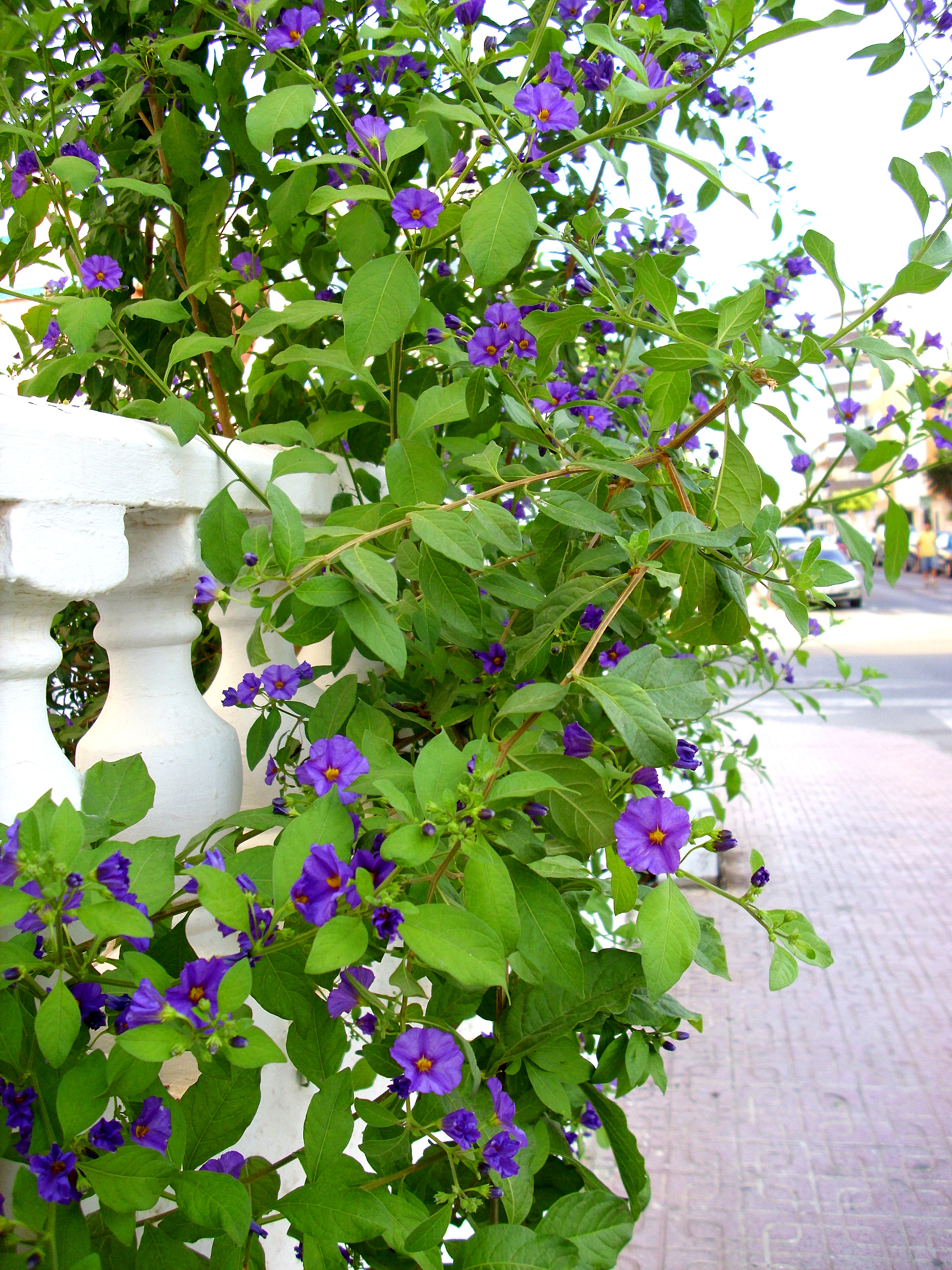 Perennial night shade